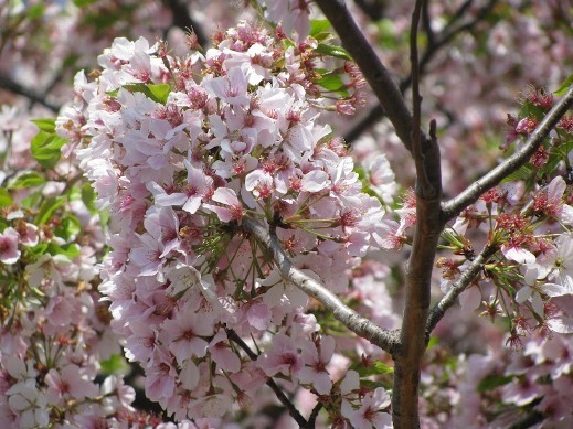 cherry-blossom-4.jpg