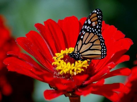 pollinationpic.jpg