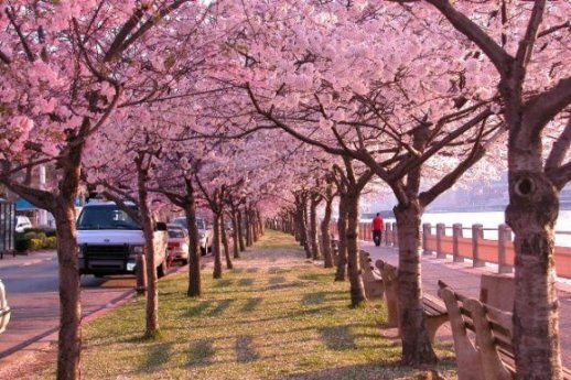 cherry-blossom-0.jpg